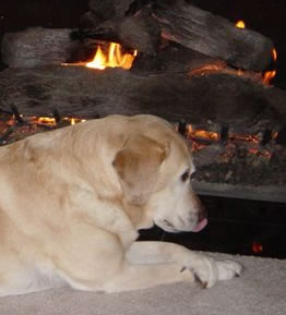 Pet Sitting Client Holly Rests by Fire in Kingwood, Texas